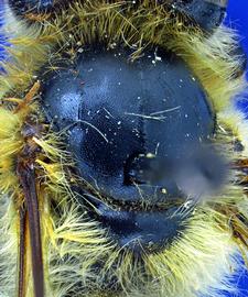   Apis laboriosa  worker scutellum black, photo: A.H. Smith-Pardo 
